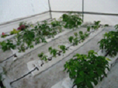 cultivo